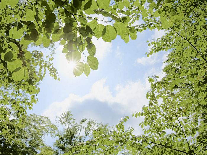 Sunny sky through leaves